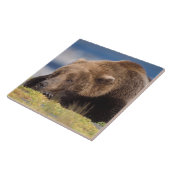 Braunbär, Ursus arctos, Grizzlybär, Ursus 8 Fliese (Seite)