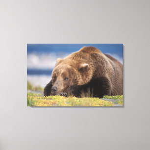 Braunbär, Ursus arctos, Grizzlybär, Ursus 8 Leinwanddruck