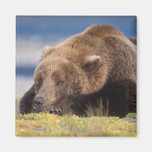 Braunbär, Ursus arctos, Grizzlybär, Ursus 8 Magnet