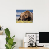Braunbär, Ursus arctos, Grizzlybär, Ursus 8 Poster (Heimbüro)