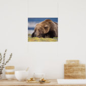 Braunbär, Ursus arctos, Grizzlybär, Ursus 8 Poster (Küche)