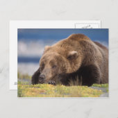 Braunbär, Ursus arctos, Grizzlybär, Ursus 8 Postkarte (Vorne/Hinten)