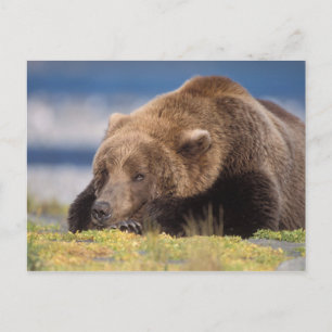 Braunbär, Ursus arctos, Grizzlybär, Ursus 8 Postkarte
