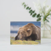 Braunbär, Ursus arctos, Grizzlybär, Ursus 8 Postkarte (Stehend Vorderseite)