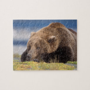 Braunbär, Ursus arctos, Grizzlybär, Ursus 8 Puzzle