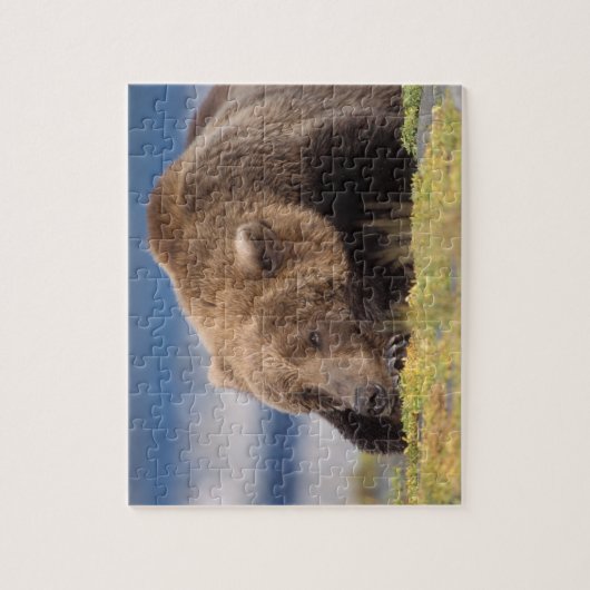 Braunbär, Ursus arctos, Grizzlybär, Ursus 8 Puzzle (Vertikal)