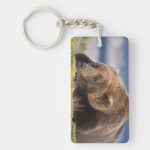 Braunbär, Ursus arctos, Grizzlybär, Ursus 8 Schlüsselanhänger