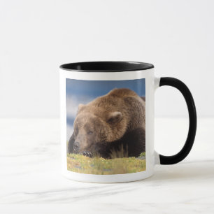 Braunbär, Ursus arctos, Grizzlybär, Ursus 8 Tasse