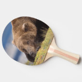 Braunbär, Ursus arctos, Grizzlybär, Ursus 8 Tischtennis Schläger (Seitenansicht)