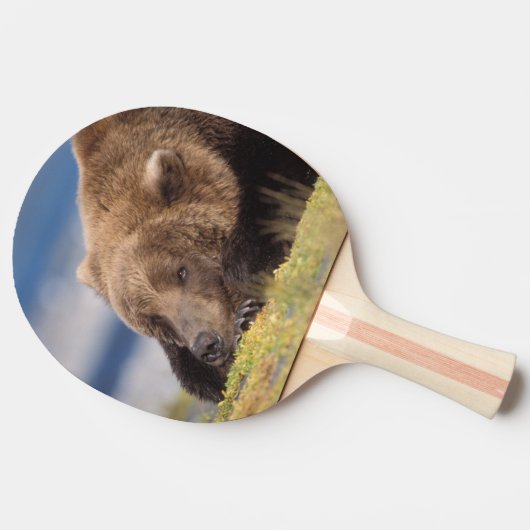 Braunbär, Ursus arctos, Grizzlybär, Ursus 8 Tischtennis Schläger