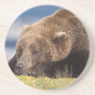 Braunbär, Ursus arctos, Grizzlybär, Ursus 8 Untersetzer