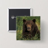 Braunbär, Ursus arctos, Grizzlybär, Ursus 9 Button (Vorne & Hinten)