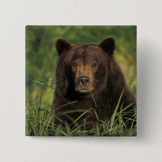 Braunbär, Ursus arctos, Grizzlybär, Ursus 9 Button (Vorderseite)