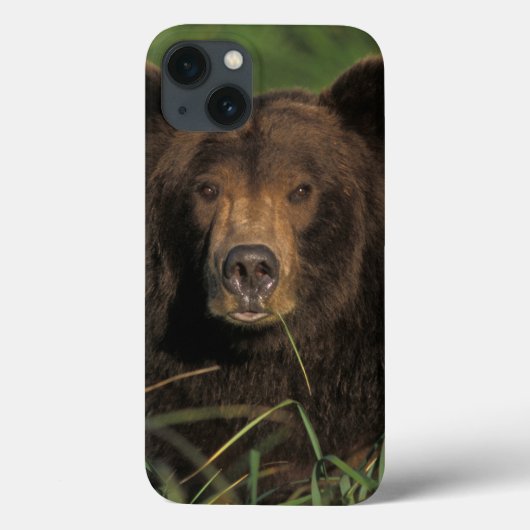 Braunbär, Ursus arctos, Grizzlybär, Ursus 9 Case-Mate iPhone Hülle (Rückseite)
