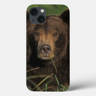 Braunbär, Ursus arctos, Grizzlybär, Ursus 9 Case-Mate iPhone Hülle