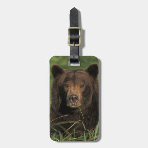 Braunbär, Ursus arctos, Grizzlybär, Ursus 9 Gepäckanhänger
