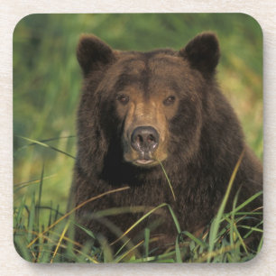 Braunbär, Ursus arctos, Grizzlybär, Ursus 9 Getränkeuntersetzer