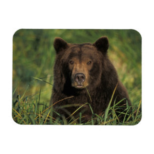 Braunbär, Ursus arctos, Grizzlybär, Ursus 9 Magnet