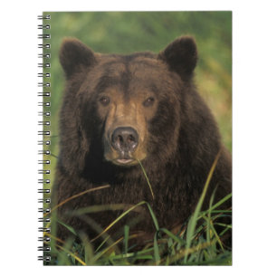 Braunbär, Ursus arctos, Grizzlybär, Ursus 9 Notizblock
