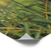 Braunbär, Ursus arctos, Grizzlybär, Ursus 9 Poster (Ecke)