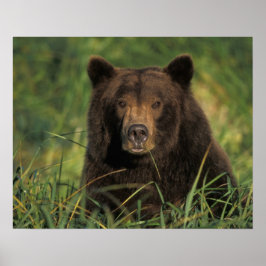 Braunbär, Ursus arctos, Grizzlybär, Ursus 9 Poster