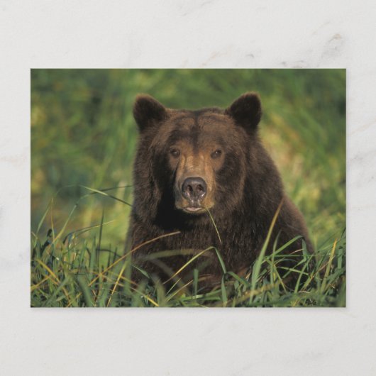 Braunbär, Ursus arctos, Grizzlybär, Ursus 9 Postkarte (Vorderseite)