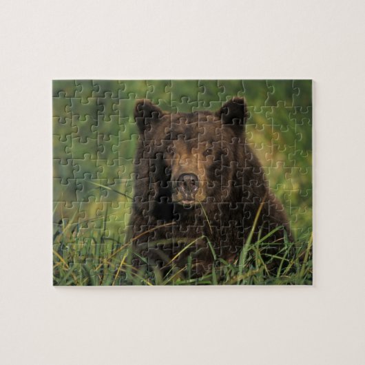 Braunbär, Ursus arctos, Grizzlybär, Ursus 9 Puzzle (Horizontal)
