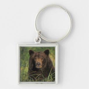 Braunbär, Ursus arctos, Grizzlybär, Ursus 9 Schlüsselanhänger