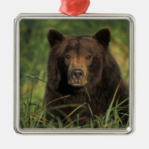 Braunbär, Ursus arctos, Grizzlybär, Ursus 9 Silbernes Ornament