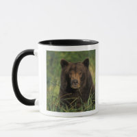 Braunbär, Ursus arctos, Grizzlybär, Ursus 9