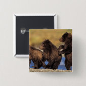 Braunbär, Ursus arctos, Grizzlybär, Ursus Button (Vorne & Hinten)