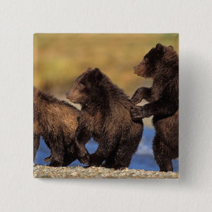 Braunbär, Ursus arctos, Grizzlybär, Ursus Button