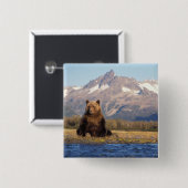 Braunbär, Ursus arctos, Grizzlybär, Ursus Button (Vorne & Hinten)