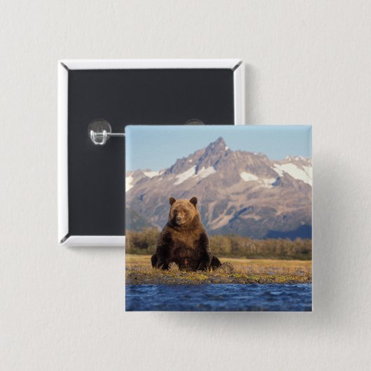 Braunbär, Ursus arctos, Grizzlybär, Ursus Button (Vorne & Hinten)