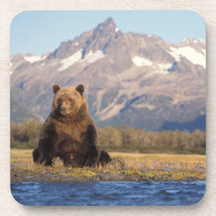 Braunbär, Ursus arctos, Grizzlybär, Ursus Getränkeuntersetzer