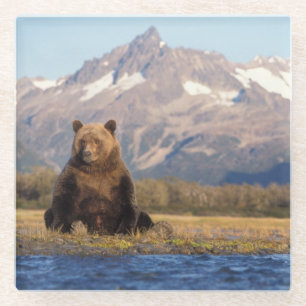Braunbär, Ursus arctos, Grizzlybär, Ursus Glasuntersetzer