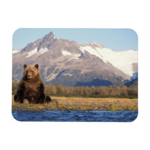 Braunbär, Ursus arctos, Grizzlybär, Ursus Magnet