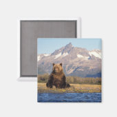 Braunbär, Ursus arctos, Grizzlybär, Ursus Magnet (Vorderseite/Rückseite)