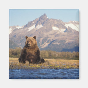 Braunbär, Ursus arctos, Grizzlybär, Ursus Magnet