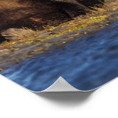 Braunbär, Ursus arctos, Grizzlybär, Ursus Poster (Ecke)