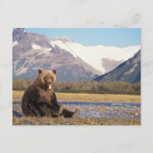 Braunbär, Ursus arctos, Grizzlybär, Ursus Postkarte