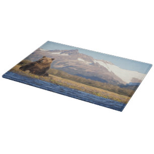 Braunbär, Ursus arctos, Grizzlybär, Ursus Schneidebrett
