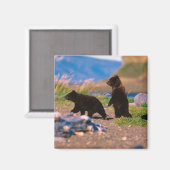 Braunbär, Ursus arctos, Halbinsel Alaska, Magnet (Vorderseite/Rückseite)