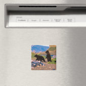 Braunbär, Ursus arctos, Halbinsel Alaska, Magnet (In Situ (Geschirrspüler))