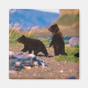 Braunbär, Ursus arctos, Halbinsel Alaska, Magnet