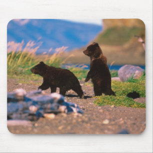 Braunbär, Ursus arctos, Halbinsel Alaska, Mousepad