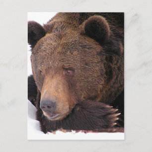 Braunbär Winter Postkarte