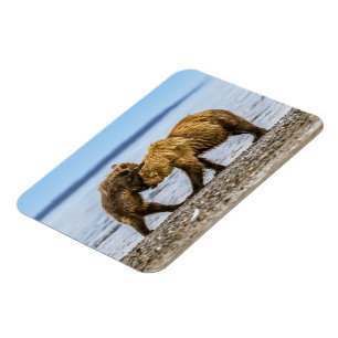 Braunbären an der Küste Magnet