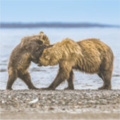 Braunbären Aufkleber (Vorderseite)