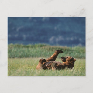 Braunbären beim Spielen, Ursus arctos, Alaska Postkarte